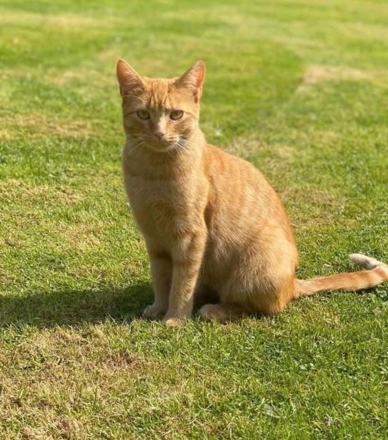 Meerkat Manor Colwall ภายนอก รูปภาพ